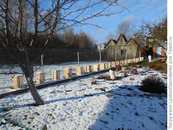 Так готовилась к зиме наша живая изгородь-первогодка...