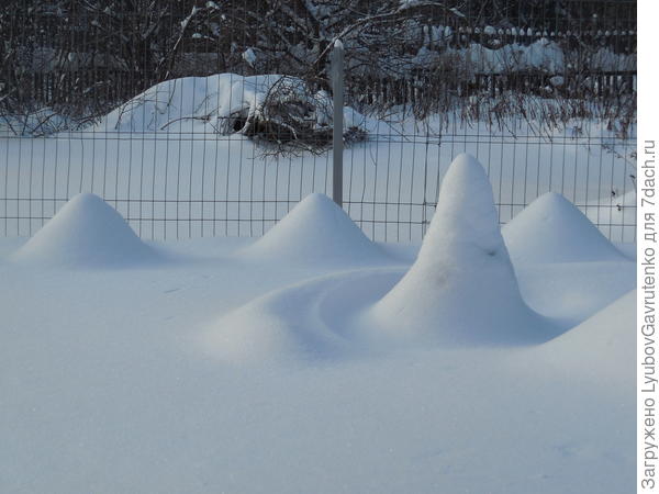 А такую &quot;шапку&quot; подарила зима древовидному пиону