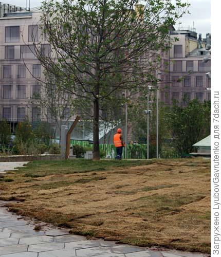 Вот если укладывают уже мёртвый газон, то кто виноват?