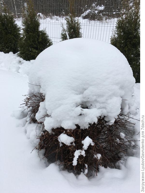Вот только сегодня были на даче - лапчатка (предположительно Примроуз Бьюти) прямо как Илья Муромец!