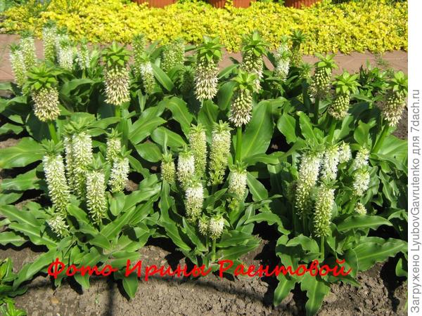 Фото не моё! Из свободного доступа, надпись сделана мной