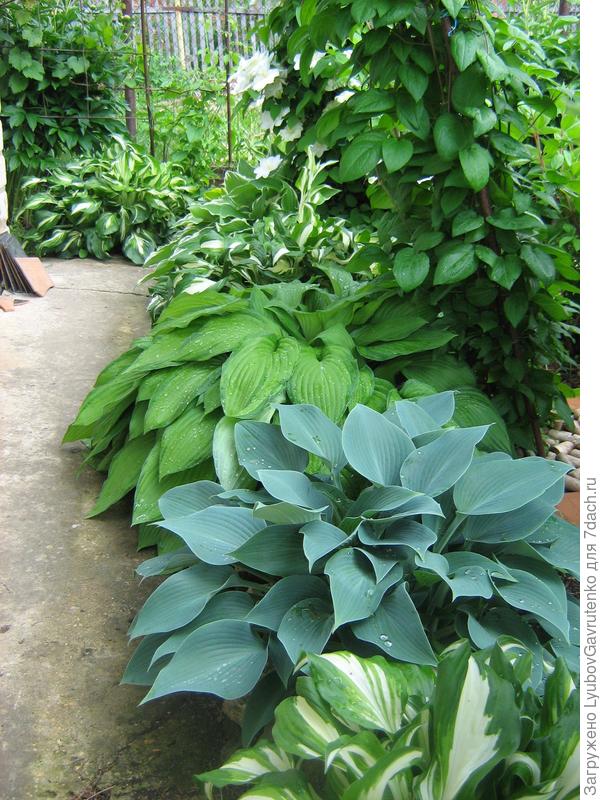 Прелесть прелестная эти хосты!