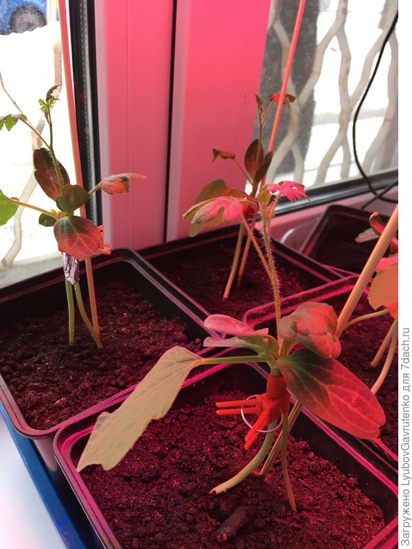 Не смейтесь над моими задохликами, это тренировочные, на северном подоконнике)