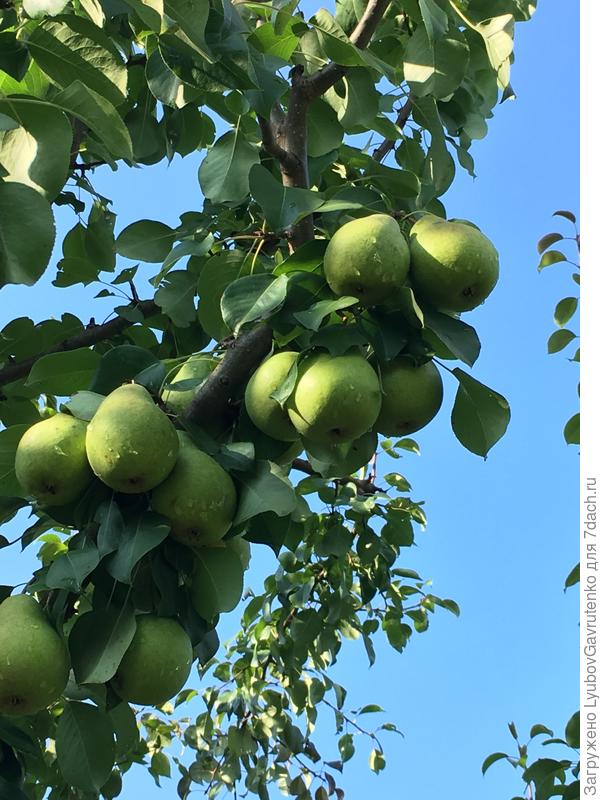 Грушевый водопад!