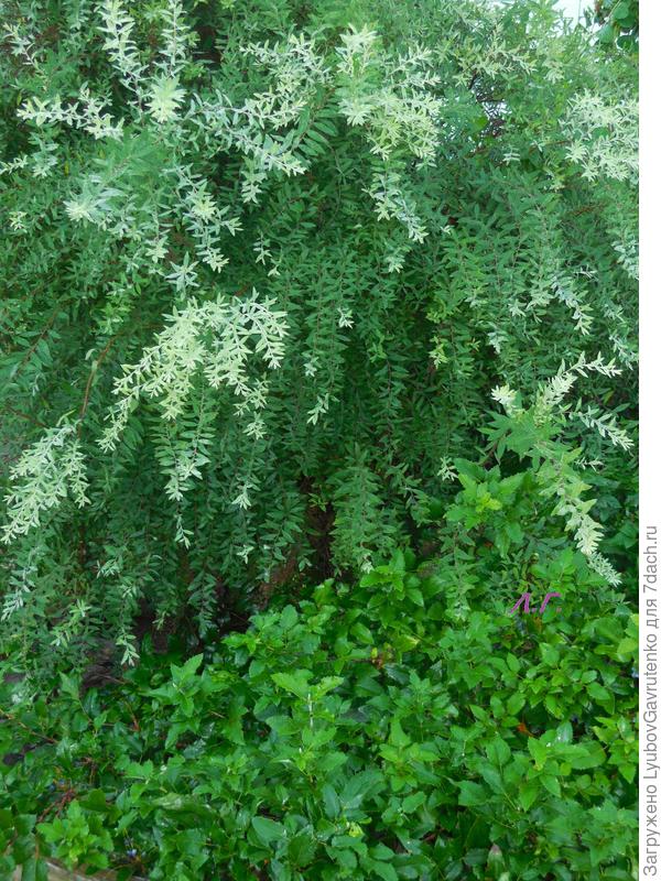 В утренней росе. Снято обычной &quot;мыльницей&quot;