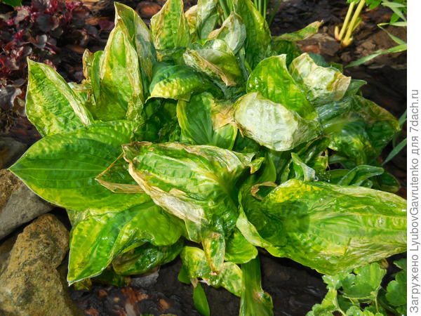 Пока не получила вот такой ужас после майского заморозка, никогда хосты не укрывала...