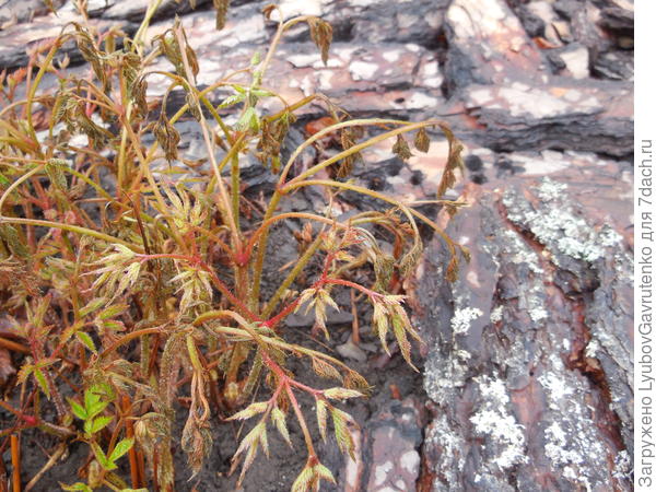 И астильба подмёрзла...