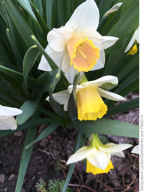 Этот сорт - хамелеон: трубка у Сэломи из ярко-жёлтой постепенно розовеет от горла