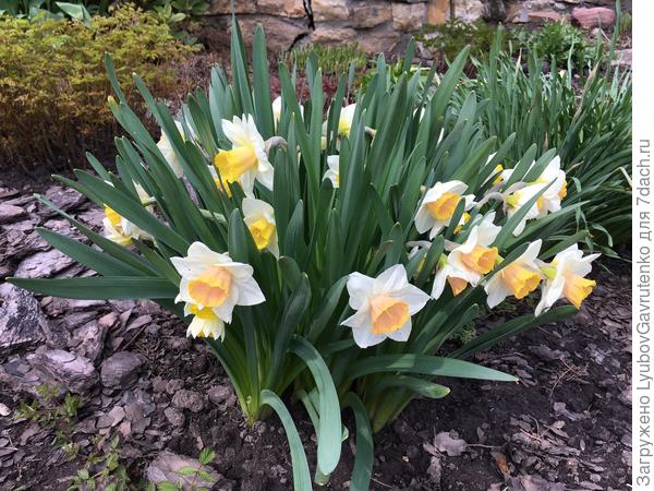 ...но куртина в целом очень нарядна!