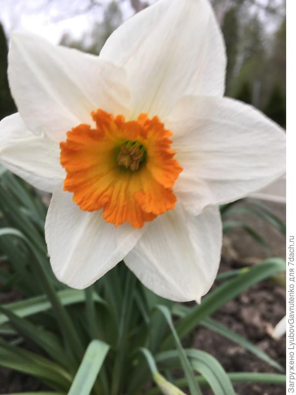 Вот такой &amp;quot;глазастенький&amp;quot; - Профессор Эйнштейн