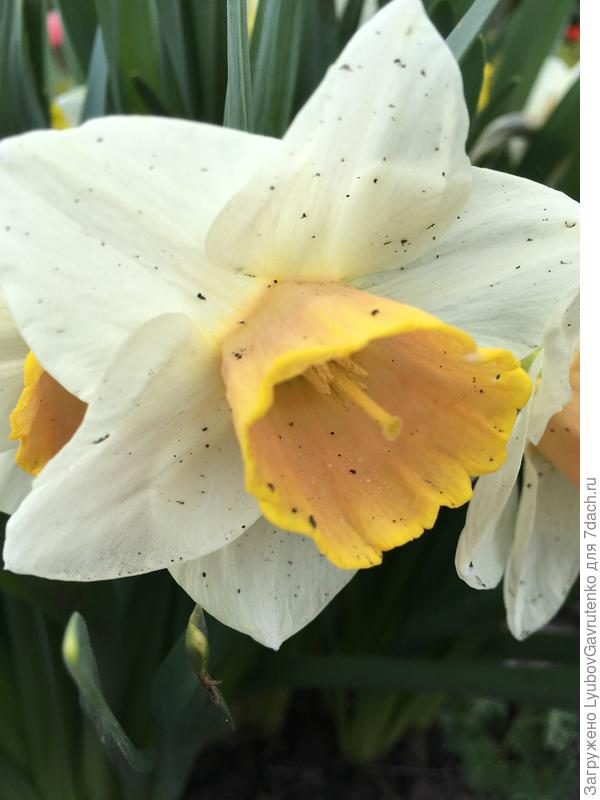 А вот трубчатый Сэломи, хоть и испачкан дождём...