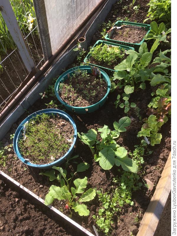 Пряные растения (майоран, кервель, зира) взошли в корзинках для луковичных в призаборном парничке; и второй урожай редиса готов