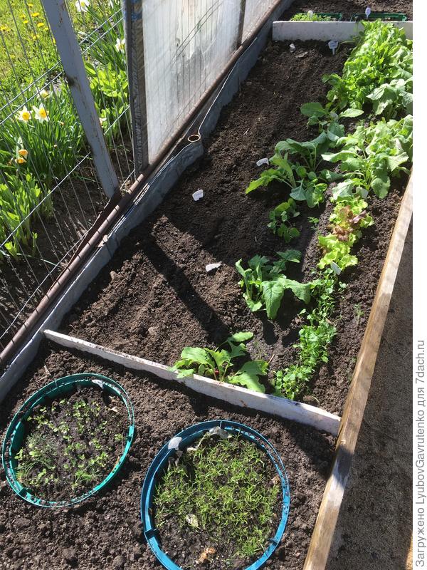 Корзинки прикопаны в грунт, а на их место - ещё один посев редиса