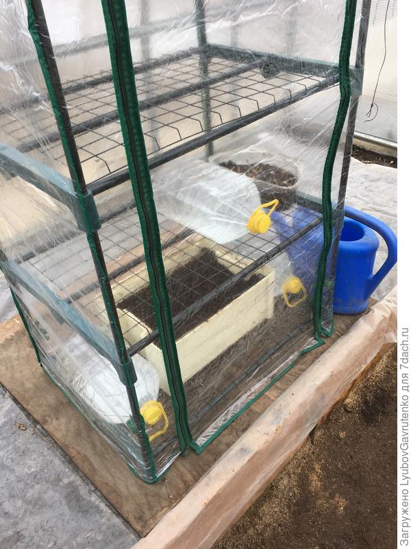 Вот в таком парничке-стеллаже созревал в теплице первый урожай