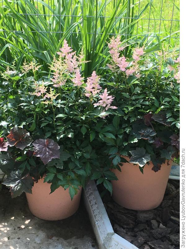 Астильба и гейхера