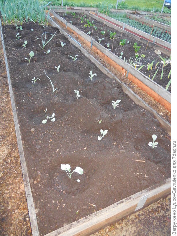 Июнь в нашем огороде. Правда теперь будем 6-метровые грядки переделывать в две 3-метровые)