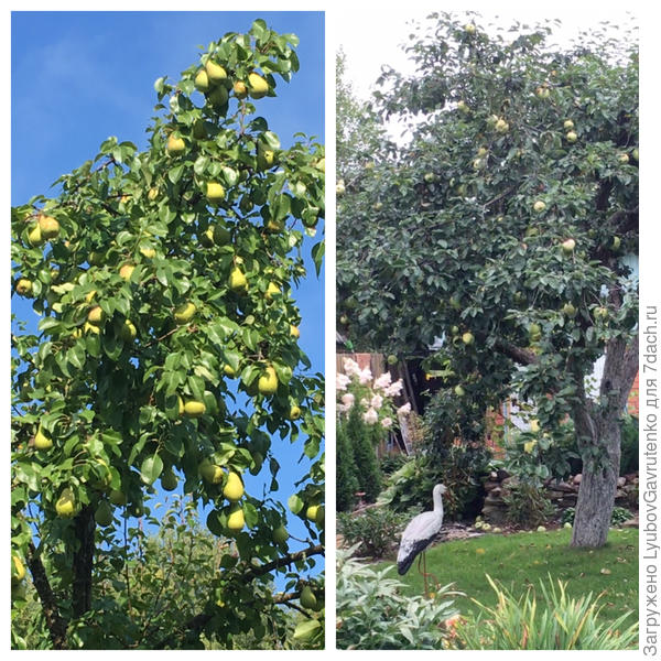 Наши плодовые