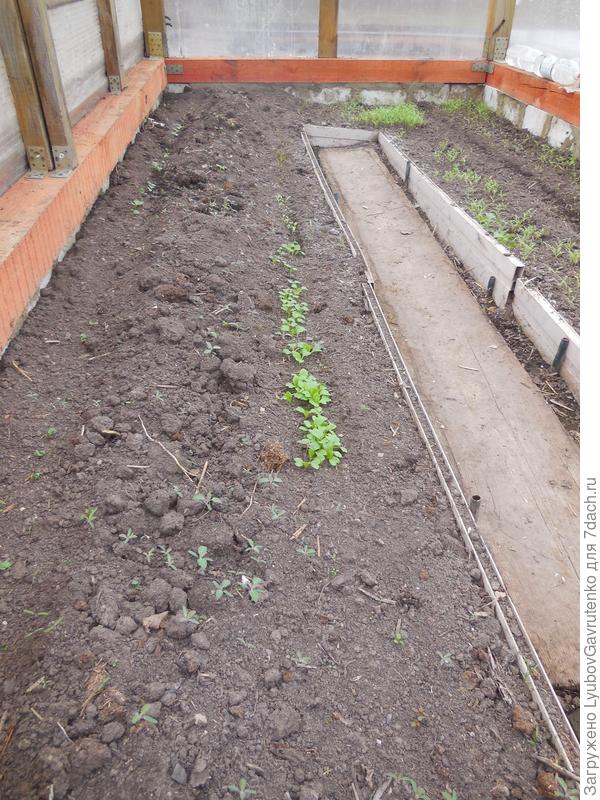 14 апреля - в огуречнике всходят первые зеленныев