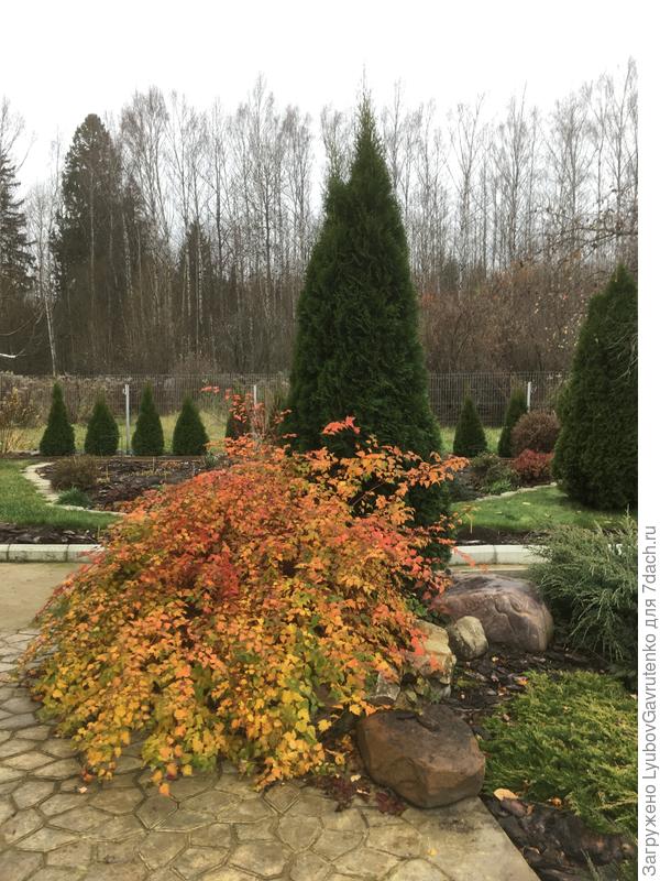 Вот от этой красотки весной планирую посадить отводок в кашпо)