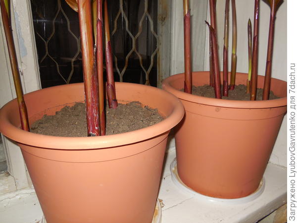 Вот так мои канны зимовали