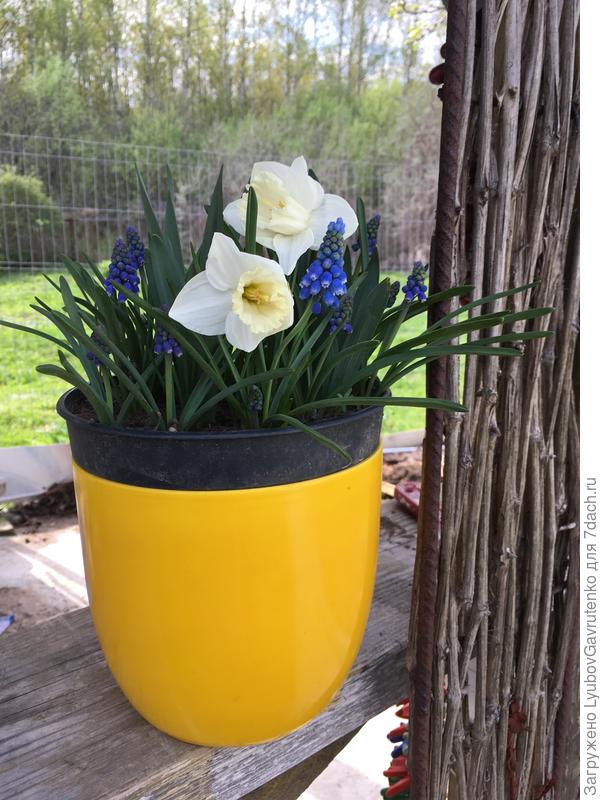 Вот такой микс украсил беседку