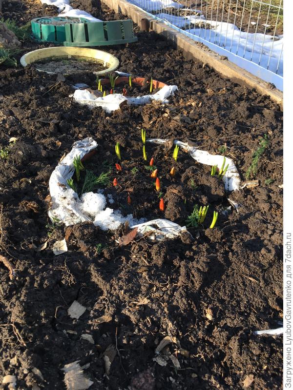 Вот так зимуют прикопанные контейнеры - фото от сер.апреля, горшки поедут греться в теплицу