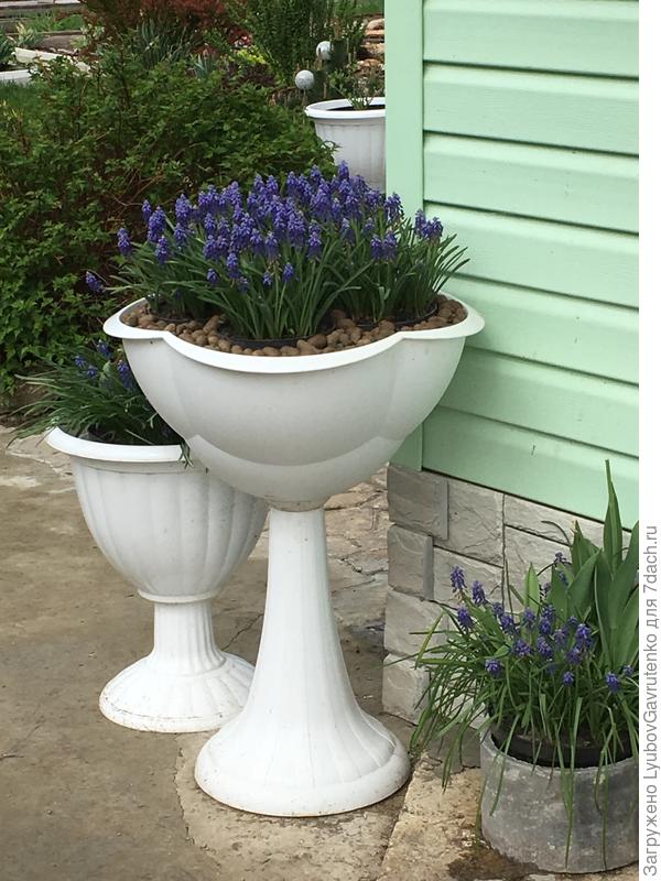 Ликвидировала свой &quot;Кёкенхоф&quot; - ручей из мускари - горшков с ними было видимо-невидимо)))