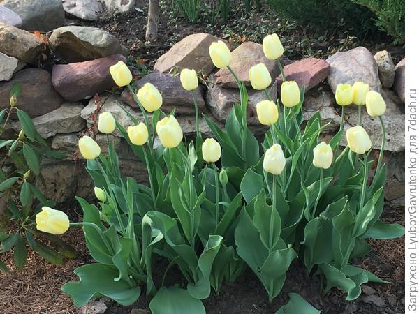 Люблю такие куртины!