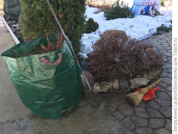 Обожаю вот этот полипропиленовый мешок для садового мусора - все обрезки от стефанандры поместились!