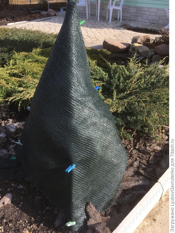 Коника под укрытием