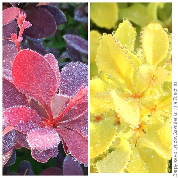 После дождя