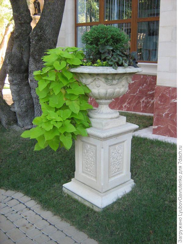 А это фото 2012 года из Старого парка Кабардинки - теперь-то я знаю, что это ипомея батат)