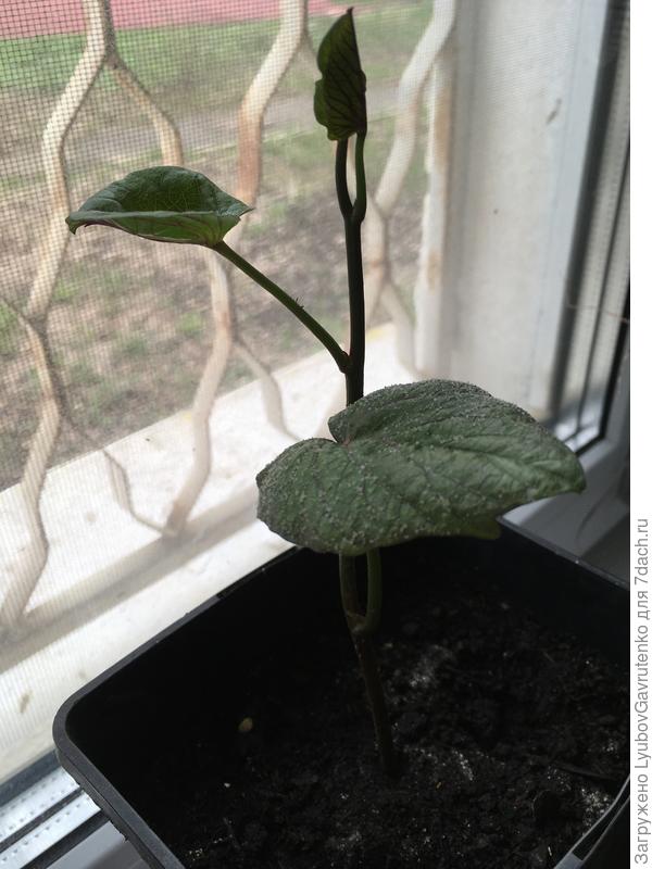 Пройдут ближайшие морозы (у нас на Нижегородчине по прогнозу в ближайшее воскресенье ночью до -2), поедет на дачу - сначала в теплицу...