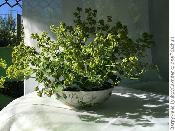 Цветоносы манжетки прекрасны в качестве стаффажной (технической) зелени в букетах и композициях