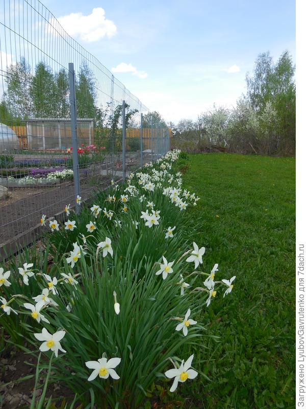 Так выглядят 30 метров нарциссов в мае