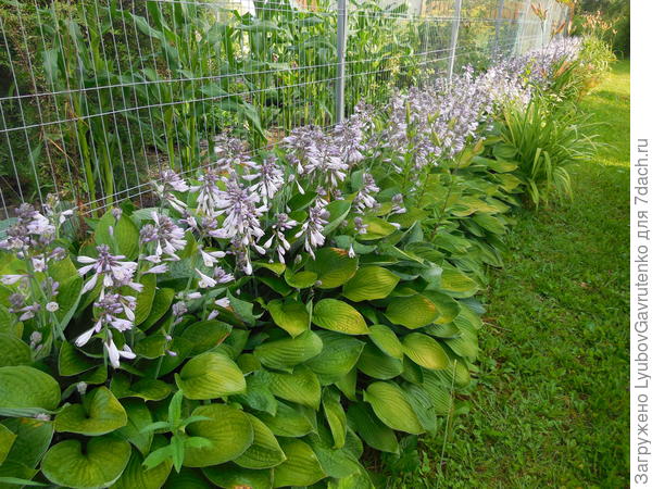 А вот теперь 30 метров хост...