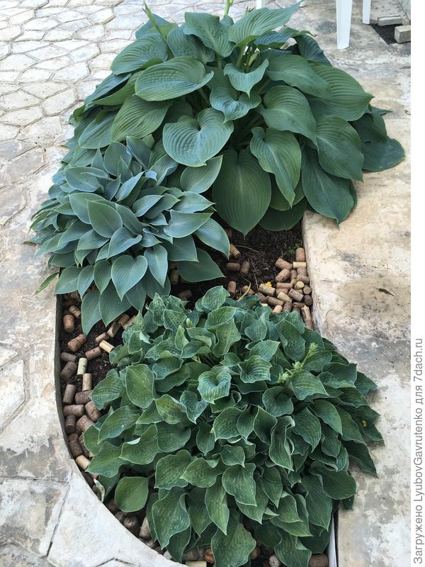 Это садовый модуль в патио, с северной стороны дома с голубыми хостами - Блу Энджел, Халцион (в центре), Блу Кадетт.  Халцион пришлось отсадить - соседи задавили)))