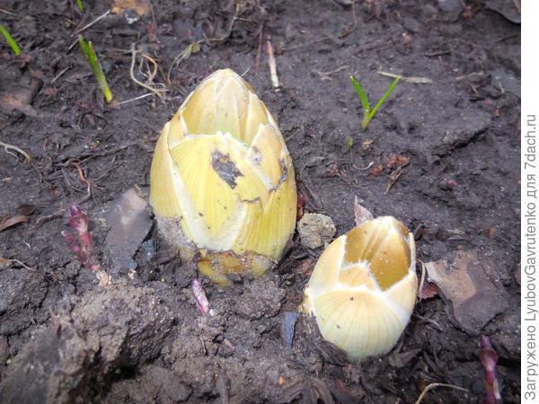 Проростки эремуруса выглядят очень жизнеутверждающе)