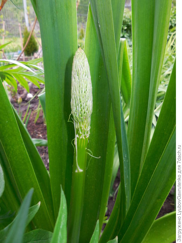 Вылезает цветонос