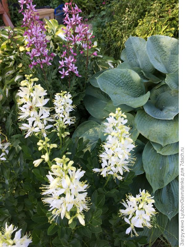 Ну красавцы же!