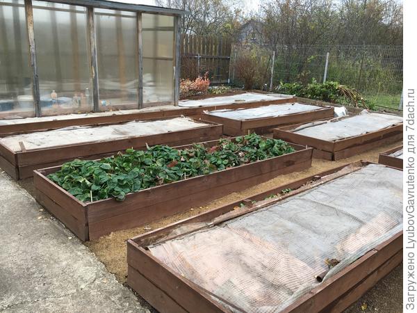 Я обожаю ухоженный огород!