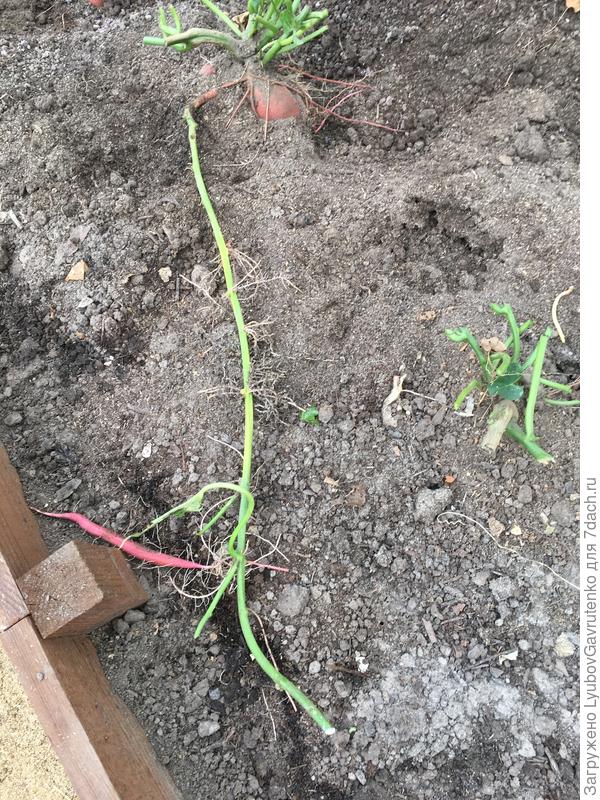 Незамеченный диверсант)