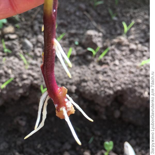 Они очень быстро, буквально на 3-4-й день давали корешки