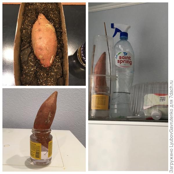 Батат на проращивании