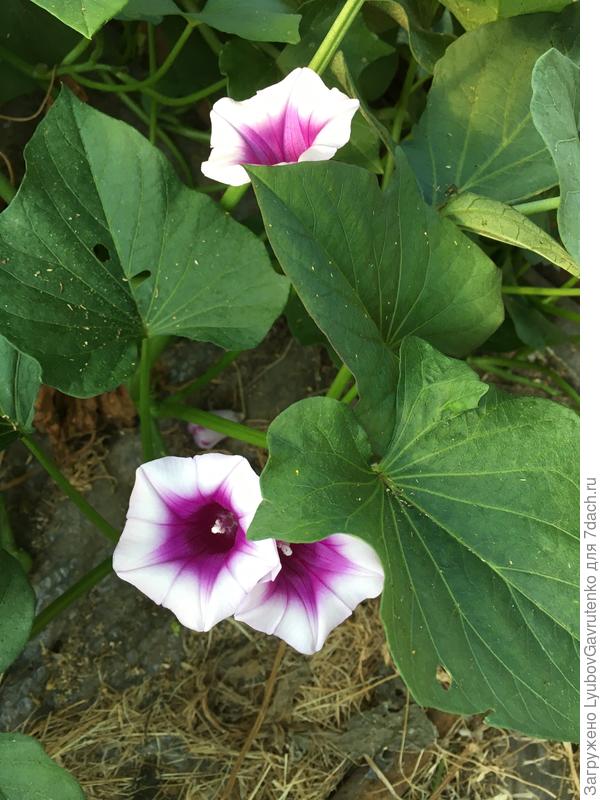 Типичная ипомея!
