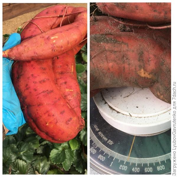 А это уличный гигант!