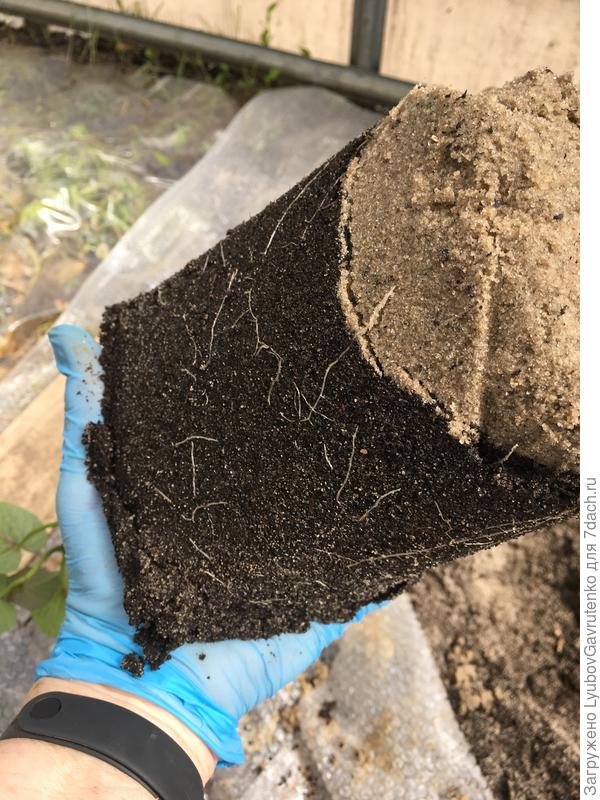 К счастью, корни едва доросли до дренажа, не закрутилисьь