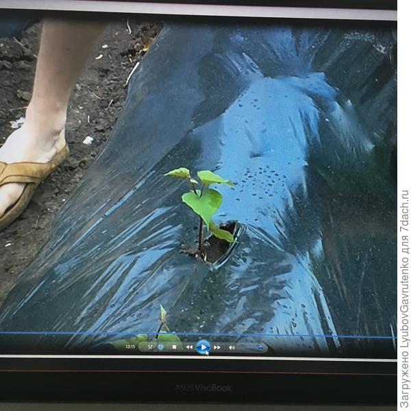 Так сажают батат в южных районах