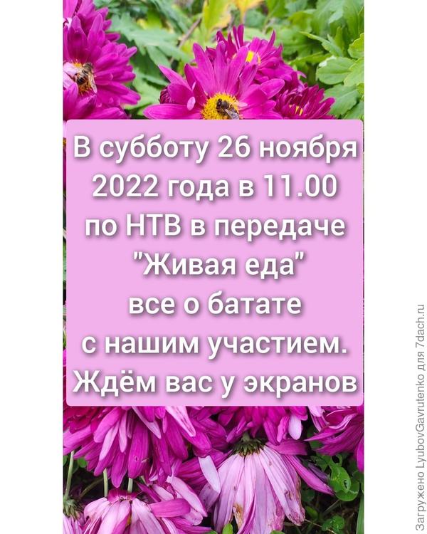 От группы Батат чудо овощ