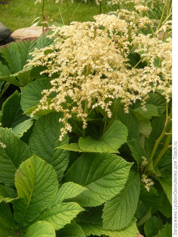 Цветонос другой роджерсии (конскокаштанолистной?)